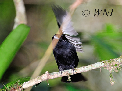 Blue-billed Black Tyrant (Knipolegus cyanirostris)